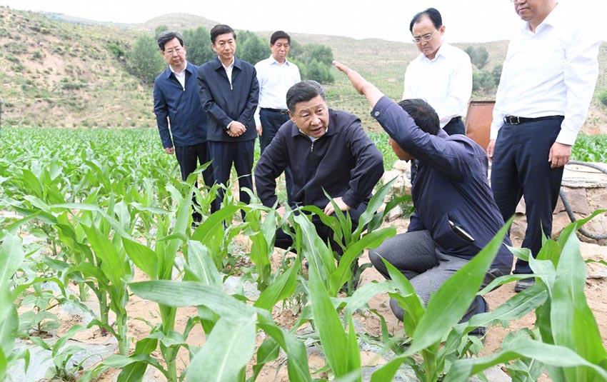 6月21日，中共中央總書記、國家主席、中央軍委主席習(xí)近平到山西考察調(diào)研。這是習(xí)近平在忻州市岢嵐縣趙家窪村察看玉米長勢。新華社記者 李學(xué)仁 攝