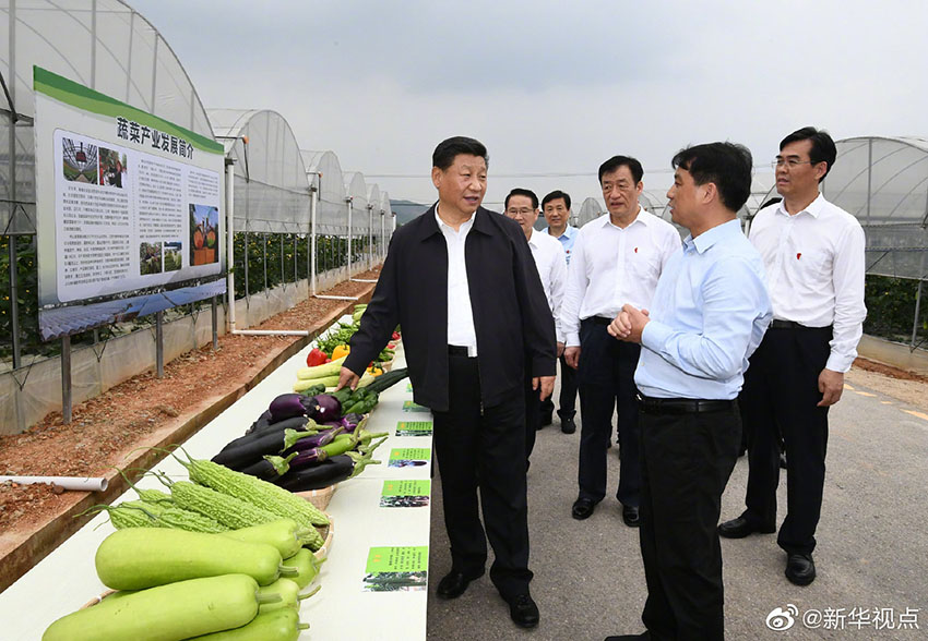 5月20日，中共中央總書記、國家主席、中央軍委主席習近平深入贛南老區(qū)考察調(diào)研。這是習近平在江西省於都縣梓山富硒蔬菜產(chǎn)業(yè)園考察調(diào)研。新華社記者 謝環(huán)馳 攝