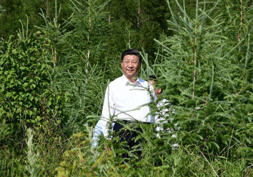 7月15日，中共中央總書記、國家主席、中央軍委主席習近平赴內(nèi)蒙古自治區(qū)考察調(diào)研。這是習近平在赤峰市喀喇沁旗馬鞍山林場了解生態(tài)文明建設情況。 新華社記者 謝環(huán)馳 攝