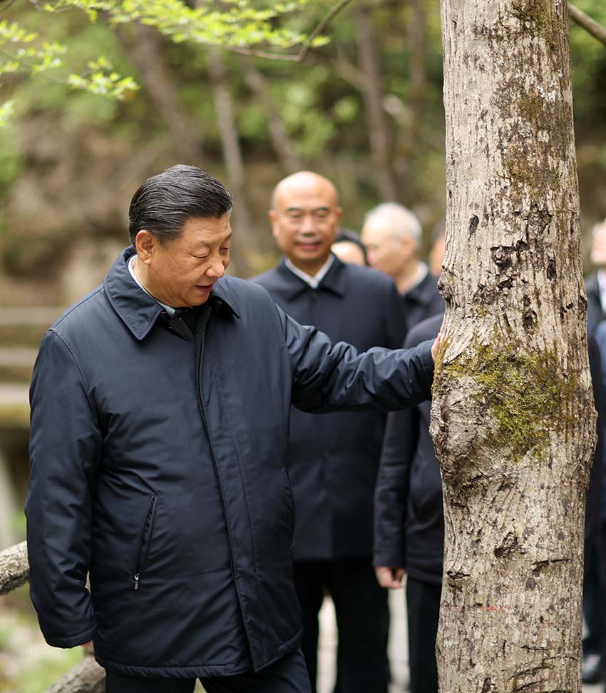4月20日，中共中央總書記、國(guó)家主席、中央軍委主席習(xí)近平在陝西考察調(diào)研。這是習(xí)近平在位於商洛市柞水縣的秦嶺牛背梁國(guó)家級(jí)自然保護(hù)區(qū)，考察秦嶺生態(tài)保護(hù)情況。 新華社記者 鞠鵬 攝
