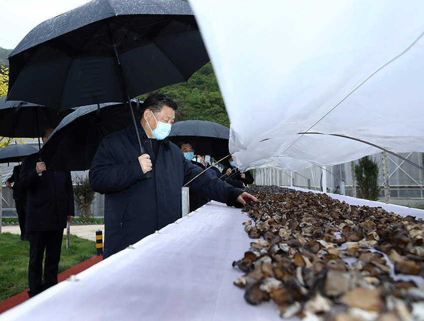 4月20日，中共中央總書記、國(guó)家主席、中央軍委主席習(xí)近平在陝西考察調(diào)研。這是習(xí)近平在商洛市柞水縣小嶺鎮(zhèn)金米村了解脫貧攻堅(jiān)工作情況。 新華社記者 鞠鵬 攝
