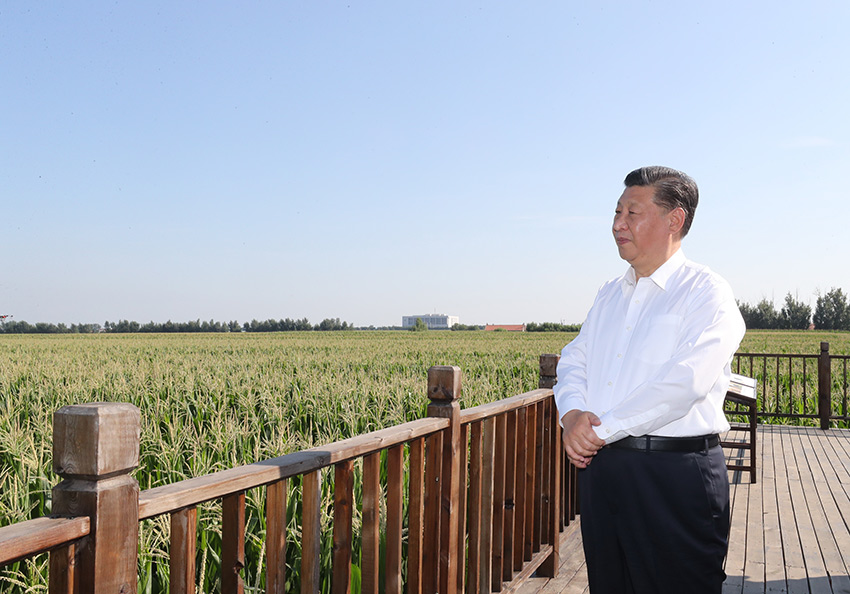 7月22日至24日，中共中央總書記、國家主席、中央軍委主席習近平在吉林省考察。這是7月22日下午，習近平考察四平市梨樹縣國家百萬畝綠色食品原料（玉米）標準化生產基地核心示范區(qū)地塊。 新華社記者 鞠鵬 攝