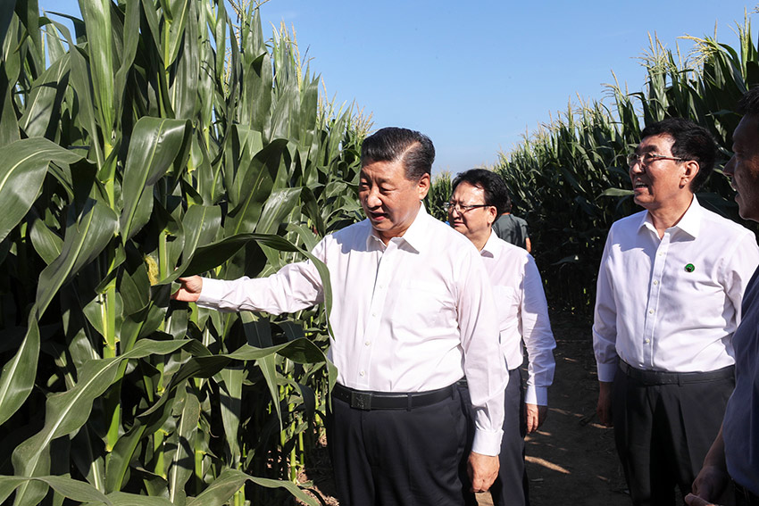 7月22日至24日，中共中央總書記、國家主席、中央軍委主席習(xí)近平在吉林省考察。這是7月22日下午，在四平市梨樹縣國家百萬畝綠色食品原料（玉米）標(biāo)準(zhǔn)化生產(chǎn)基地核心示范區(qū)地塊，習(xí)近平走進(jìn)玉米地，察看玉米長勢。 新華社記者 王曄 攝