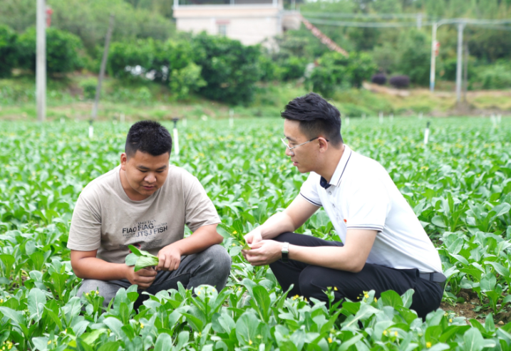 梅縣區(qū)白渡鎮(zhèn)農業(yè)站工作人員指導農戶種植蔬菜。