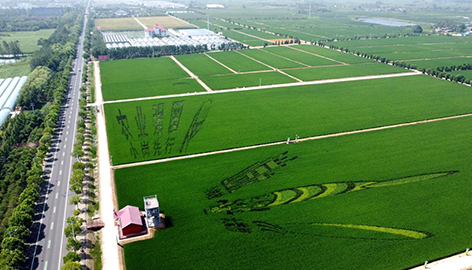 讓農(nóng)民吃上“定心丸”8月，在“中國農(nóng)村改革第一村”——安徽滁州市鳳陽縣小崗村高標(biāo)準(zhǔn)農(nóng)田示范點，碧綠稻田，一望無際。臨近中午，種糧大戶程夕兵剛剛忙完上午的農(nóng)活，滿頭大汗地走上田埂。回到家中，廚房已飄來陣陣米飯的香氣。